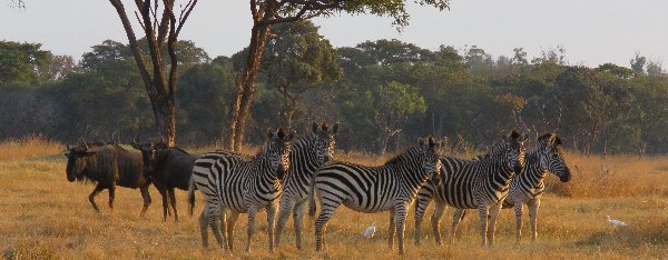 Mukuvisi Wildebeest and zebra